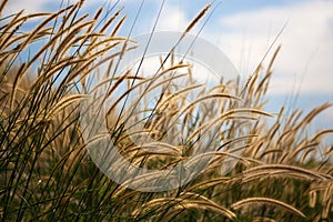 Pennisetum flower