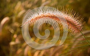 Pennisetum flower background