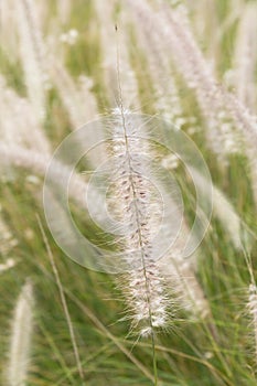 Pennisetum flower in the garden