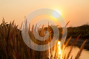 Pennisetum flower in warm sunset