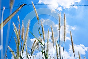 Pennisetum flowers with blue skies at sunny day