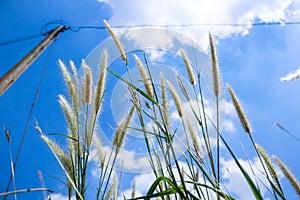 Pennisetum flowers with blue skies at sunny day
