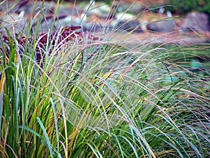 Pennisetum foxtail fountain grass