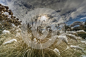 Pennisetum in the garden covered with snow