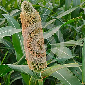 Pennisetum glaucum Pearl millet flower and pollens background .