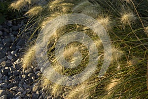 Pennisetum herb grass on pebbles