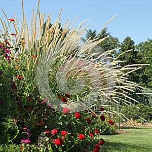 Pennisetum macrourum grass