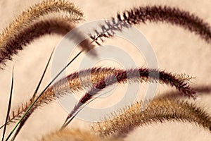 Pennisetum: ornamental grass plumes / flowers