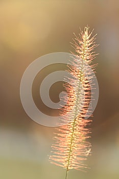 Pennisetum pedicellatum, desho grass, desho photo