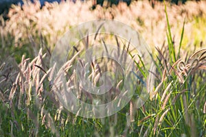 Pennisetum pedicellatum Trin beautiful sun light as the background.