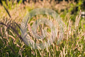 Pennisetum pedicellatum Trin is classified as native weeds. That is prevalent in almost all sectors.