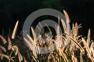 Pennisetum pedicellatum Trin classified as exotic weeds have spread in almost every sector.