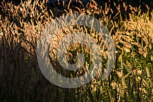 Pennisetum pedicellatum Trin sun along the way. Which as the background.