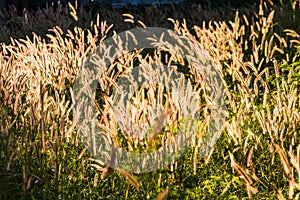 Pennisetum pedicellatum Trin sunlight on the sidewalk, which as the background.