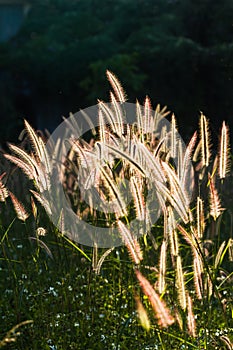 Pennisetum pedicellatum Trin to beautiful sunshine. Which as the background