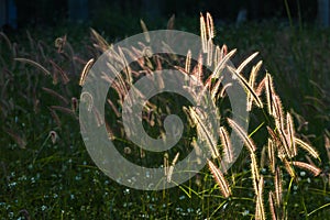 Pennisetum pedicellatum Trin sunshine on the Street, which is in the background.