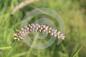 Pennisetum pedicellatum, which grows wild photo