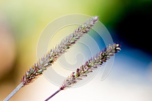 Pennisetum polystachyon, Grass Communist grass with abstact blurred background