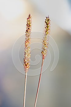 Pennisetum polystachyon, Grass Communist grass with abstact blurred background