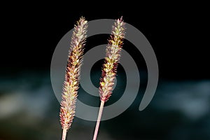 Pennisetum polystachyon, Grass Communist grass with abstact blurred background