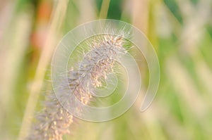 Pennisetum polystachyon Schult