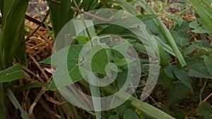 Pennisetum purpureum, also known as Napier grass, elephant grass or Uganda grass