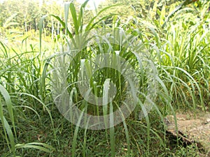 Pennisetum purpureum elephant grass