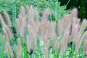 Pennisetum setaceum