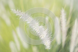 Pennisetum setaceum or African Fountain Grass