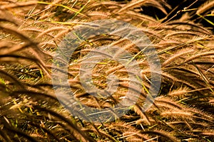 Pennisetum setaceum, commonly known as crimson fountaingrass.