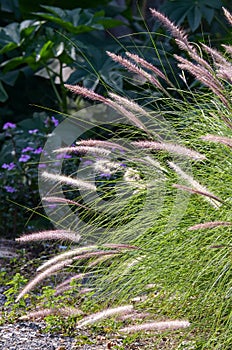 pennisetum setaceum grass in the outdoor garden