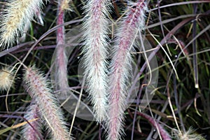 Pennisetum setaceum `Rubrum`, Purple Fountain Grass