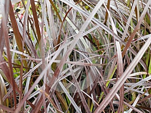 Pennisetum setaceum 'Summer Samba'