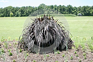 Pennisetum Vertigo Plant