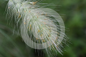 Pennisetum villosum.