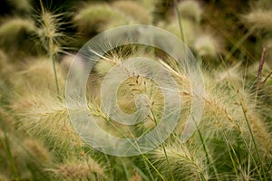 Pennisetum Villosum - Feathertop