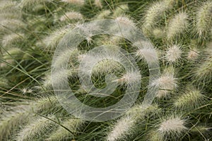 Pennisetum villosum grass