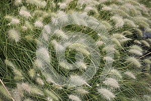 Pennisetum villosum grass