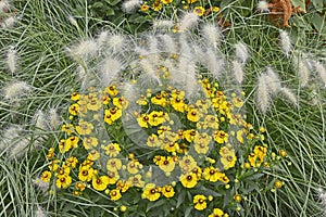 Pennisetum villosum and Helenium Waldraur