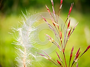 Pennisetum villosum is a species of flowering plant in the grass family Poaceae, common name feathertop grass or simply feathertop