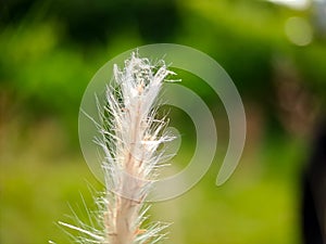 Pennisetum villosum is a species of flowering plant in the grass family Poaceae, common name feathertop grass or simply feathertop