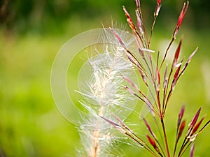 Pennisetum villosum is a species of flowering plant in the grass family Poaceae, common name feathertop grass or simply feathertop