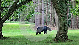 Pennsylvania Black Bear