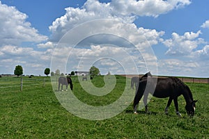Pennsylvania Farmland with Grazing Horses and Fields