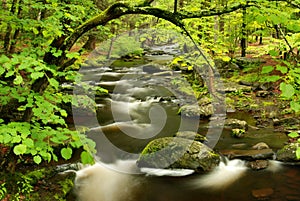 Pennsylvania Forest Stream