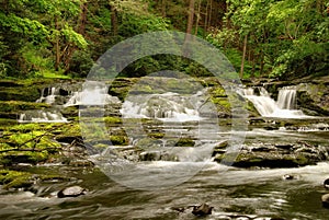 Pennsylvania Forest Stream