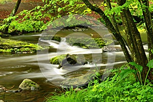 Pennsylvania Forest Stream