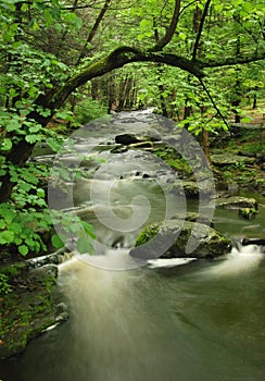 Pennsylvania Forest Stream