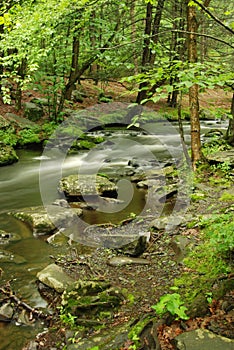 Pennsylvania Forest Stream In Spring
