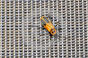 Pennsylvania leatherwing beetle (Chauliognathus pennsylvanicus)